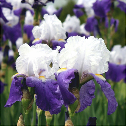 Bulbi de Iris Germanica "Arpege", 1 Bucata