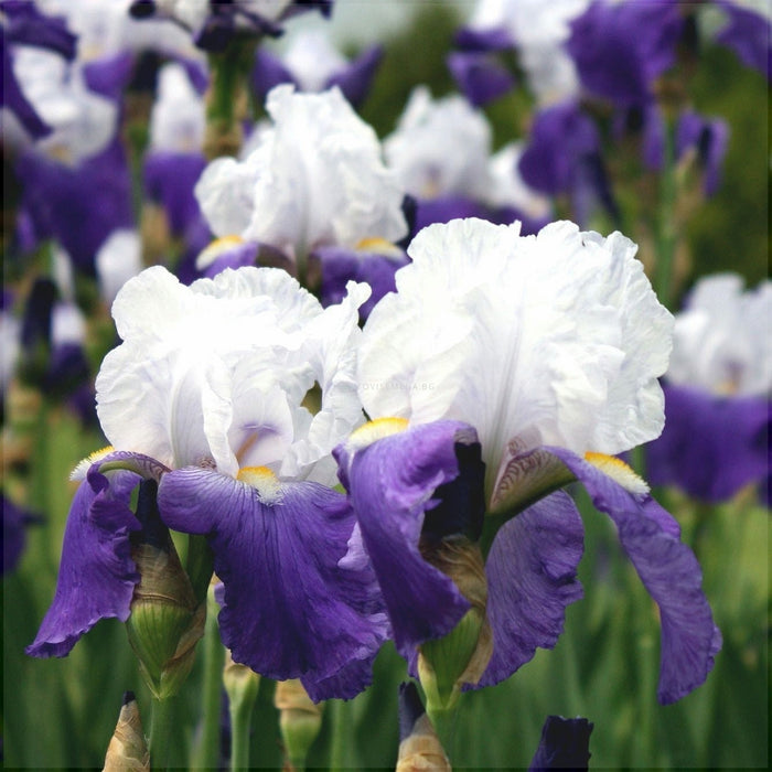 Bulbi de Iris Germanica "Arpege", 1 Bucata