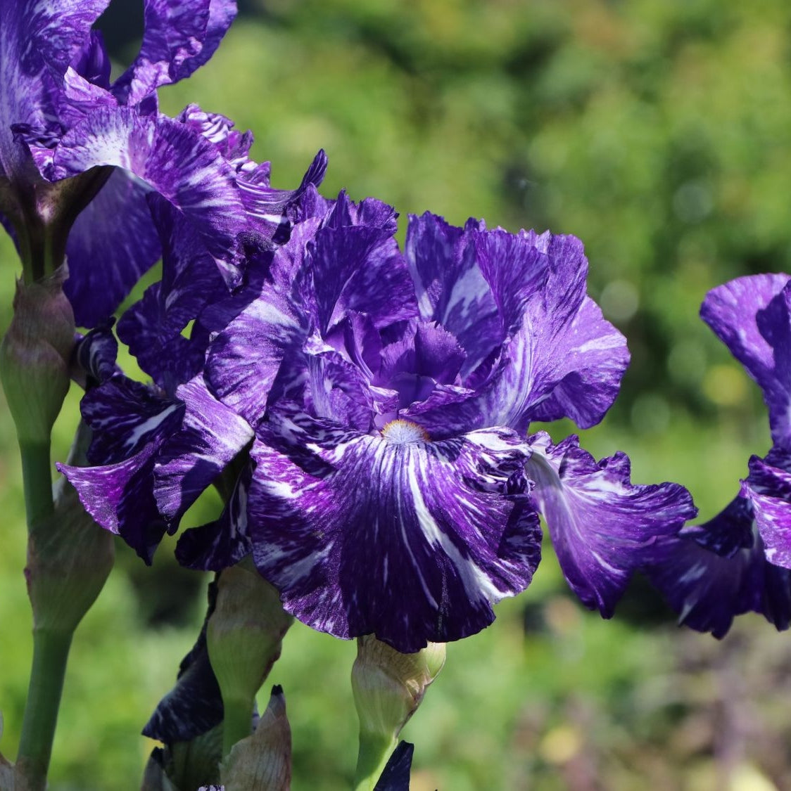 Фиолетовый цветок Iris Germanica Batik с белыми пятнами на фоне сада