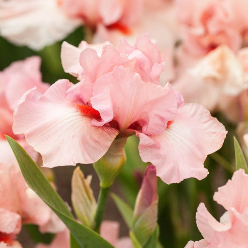 Bulbi de Iris Germanica "Beverly Sills", 1 Bucata