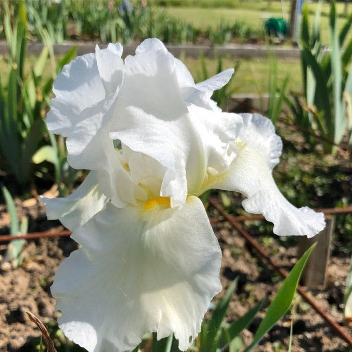 Bulbi de Iris Germanica "Bianca", Alb, 1 Bucata