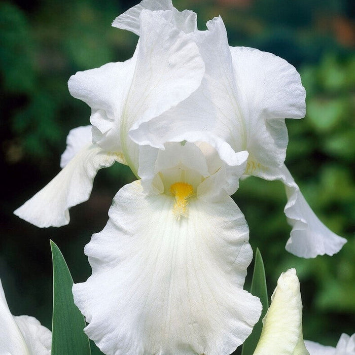 Bulbi de Iris Germanica "Bianca", Alb, 1 Bucata