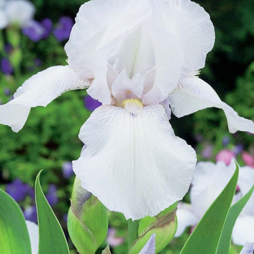 Bulbi de Iris Germanica "Bianca", Alb, 1 Bucata
