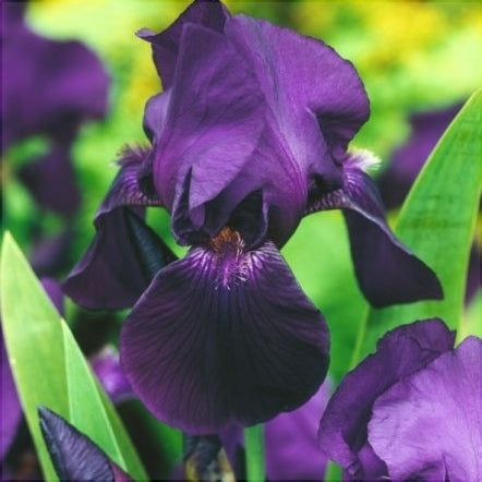 Bulbi de Iris Germanica "Black Knight", Mov Inchis, 1 Bucata