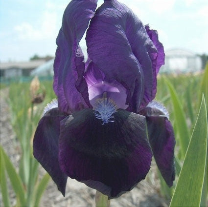 Bulbi de Iris Germanica "Black Knight", Mov Inchis, 1 Bucata