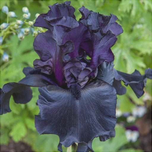 Bulbi de Iris Germanica "Black Suited", 1 Bucata
