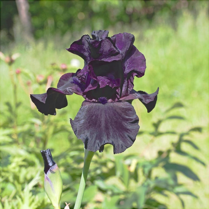 Bulbi de Iris Germanica "Black Suited", 1 Bucata