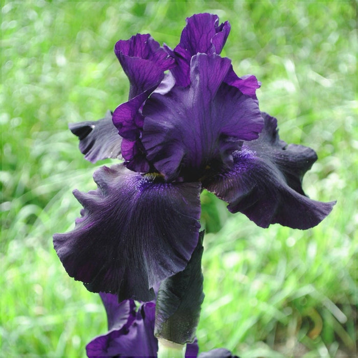 Bulbi de Iris Germanica "Black Suited", 1 Bucata