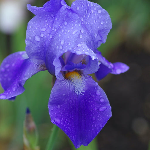 Bulbi de Iris Germanica "Blue Rhythm", Lavender-Blue, 1 Bucata