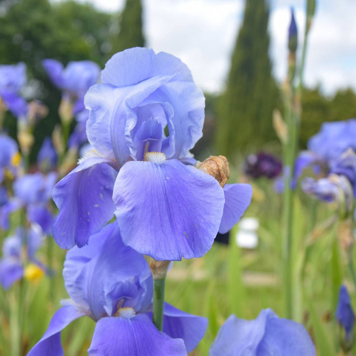 Bulbi de Iris Germanica "Blue Rhythm", Lavender-Blue, 1 Bucata