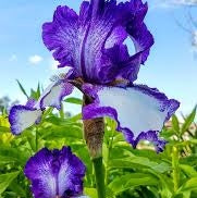 Bulbi de Iris Germanica "Blue Staccato", 1 Bucata