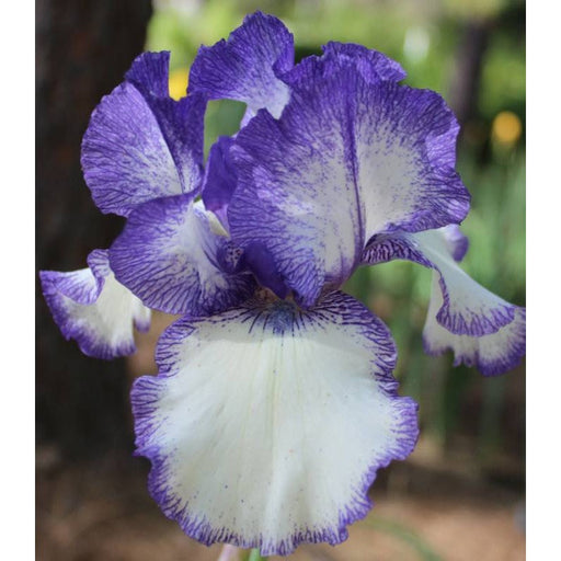 Bulbi de Iris Germanica "Blue Staccato", 1 Bucata