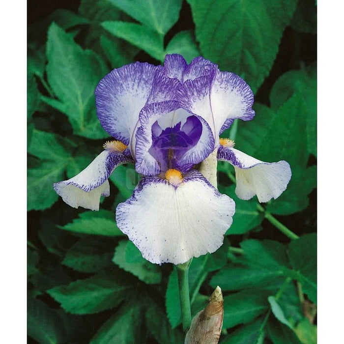 Bulbi de Iris Germanica "Blue Staccato", 1 Bucata