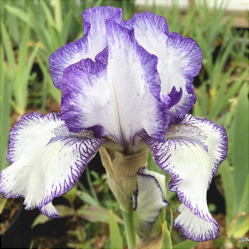 Bulbi de Iris Germanica "Bolt Print", 1 Bucata