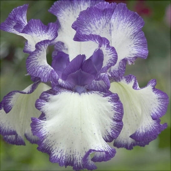 Bulbi de Iris Germanica "Bolt Print", 1 Bucata