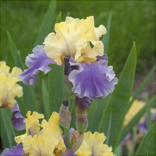 Bulbi de Iris Germanica "Edith Wolford", Galben-Albastru, 1 Bucata