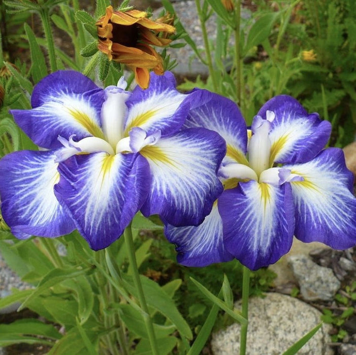 Bulbi de Iris Germanica "Ensata Gusto", 1 Bucata