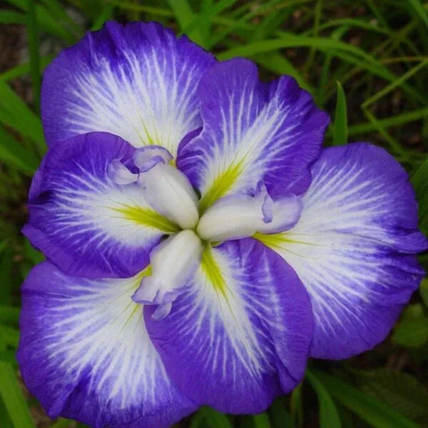 Bulbi de Iris Germanica "Ensata Gusto", 1 Bucata