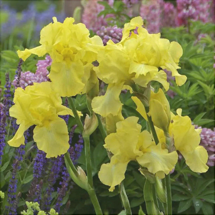 Bulbi de Iris Germanica "Harvest of Memories", 1 Bucata