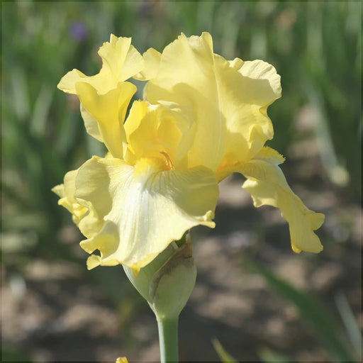 Bulbi de Iris Germanica "Harvest of Memories", 1 Bucata