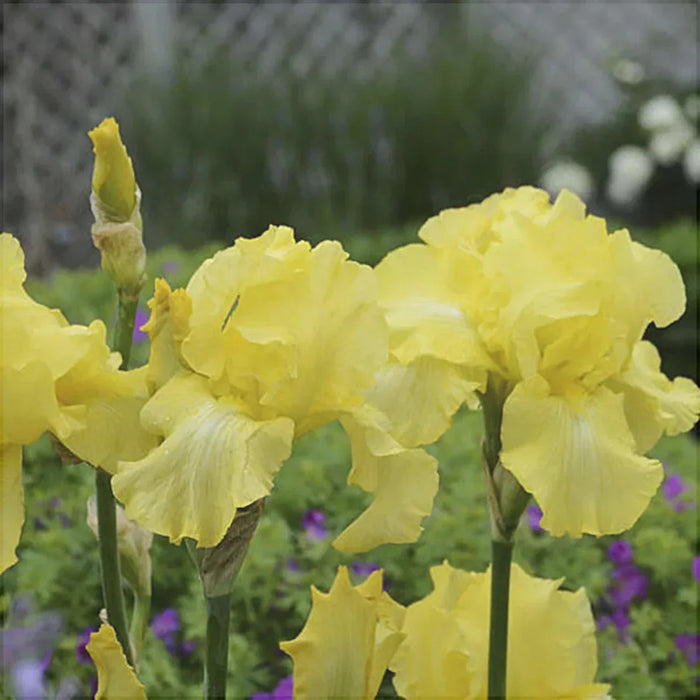 Bulbi de Iris Germanica "Harvest of Memories", 1 Bucata
