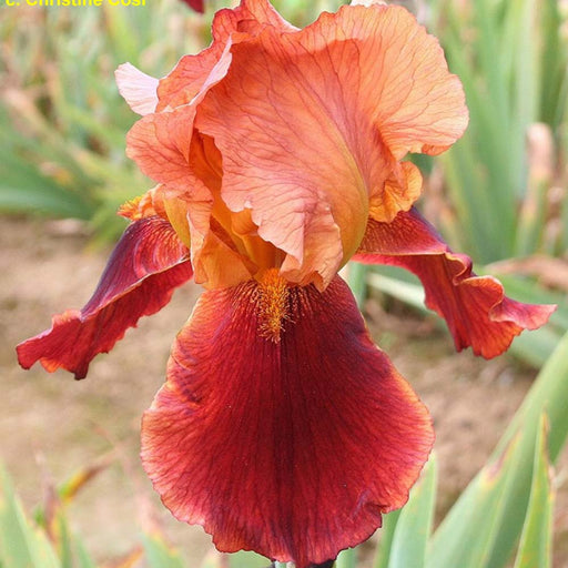 Bulbi de Iris Germanica "Natchez Trace", 1 Bucata