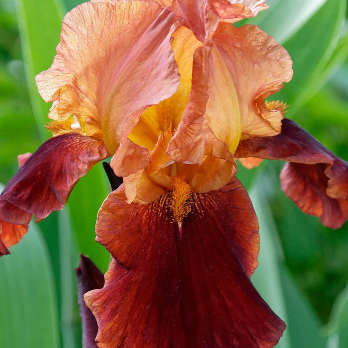 Bulbi de Iris Germanica "Natchez Trace", 1 Bucata