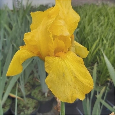 Bulbi de Iris Germanica "Ola Kala", Galben, 1 Bucata