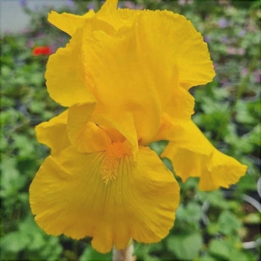 Bulbi de Iris Germanica "Ola Kala", Galben, 1 Bucata