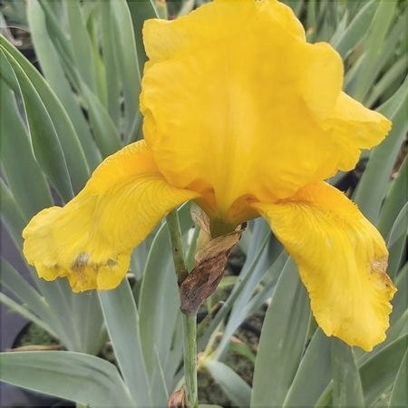 Bulbi de Iris Germanica "Ola Kala", Galben, 1 Bucata