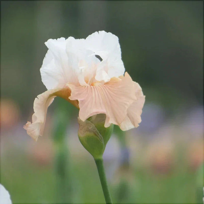 Bulbi de Iris Germanica "Paradise", 1 Bucata