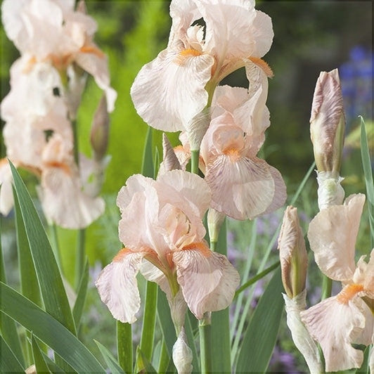 Bulbi de Iris Germanica "Paradise", 1 Bucata