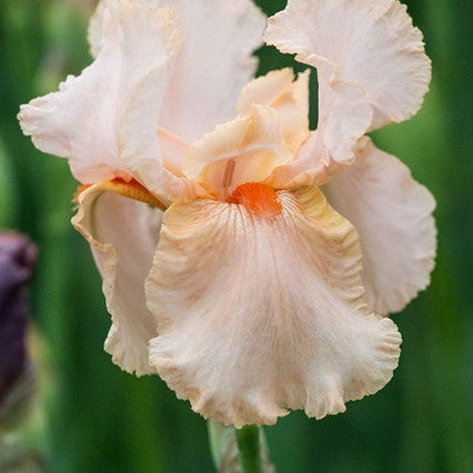 Bulbi de Iris Germanica "Party Dress", Roz, 1 Bucata