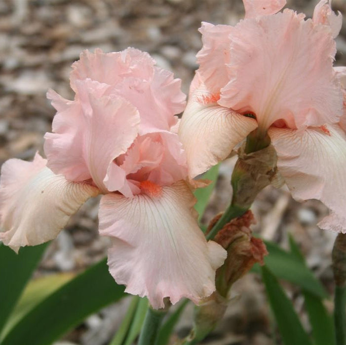 Bulbi de Iris Germanica "Pink Tafette", 1 Bucata