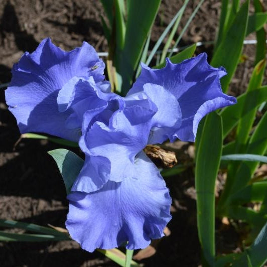 Bulbi de Iris Germanica "Sea Double", 1 Bucata