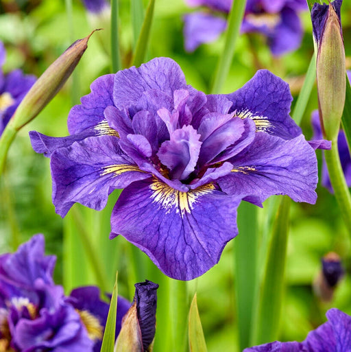Bulbi de Iris Germanica "Siberica Double Standard", 1 Bucata