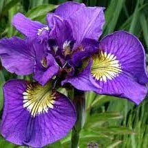 Bulbi de Iris Germanica "Siberica Double Standard", 1 Bucata