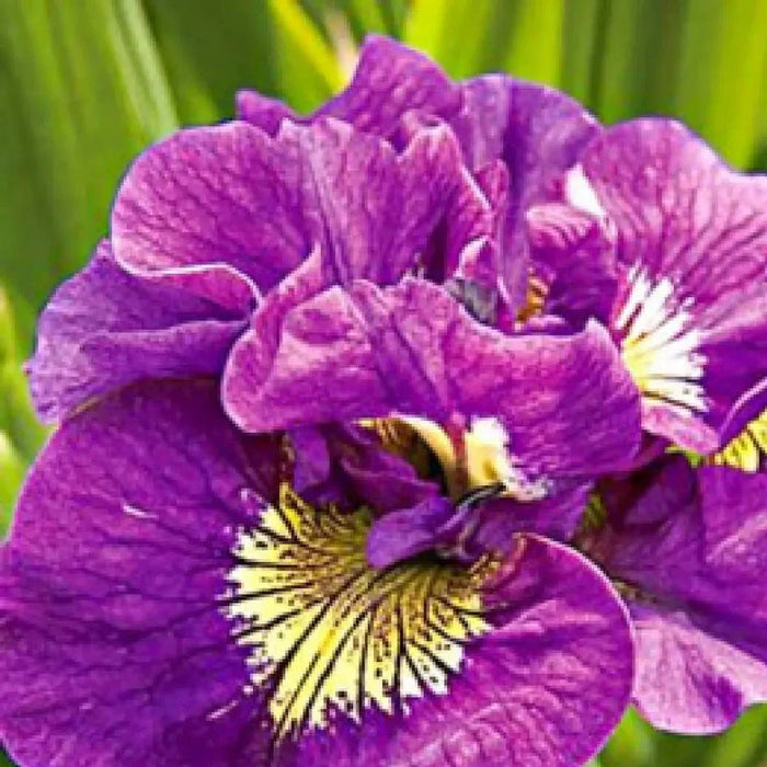 Bulbi de Iris Germanica "Siberica Double Standard", 1 Bucata