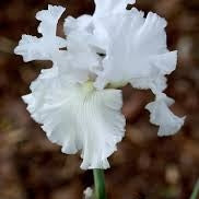 Bulbi de Iris Germanica "Skating Party", 1 Bucata