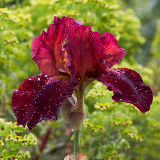 Bulbi de Iris Germanica "Sultan's Palace", 1 Bucata