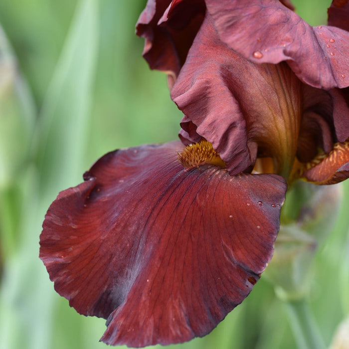 Bulbi de Iris Germanica "Sultan's Palace", 1 Bucata