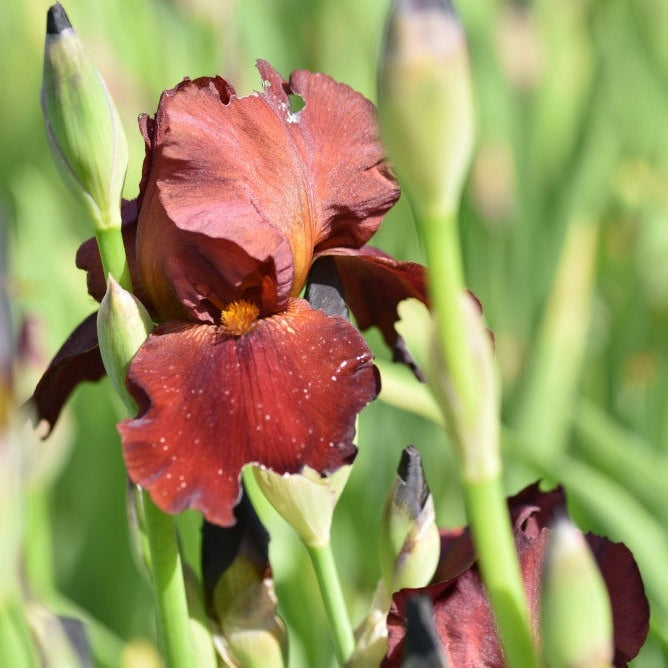 Bulbi de Iris Germanica "Sultan's Palace", 1 Bucata