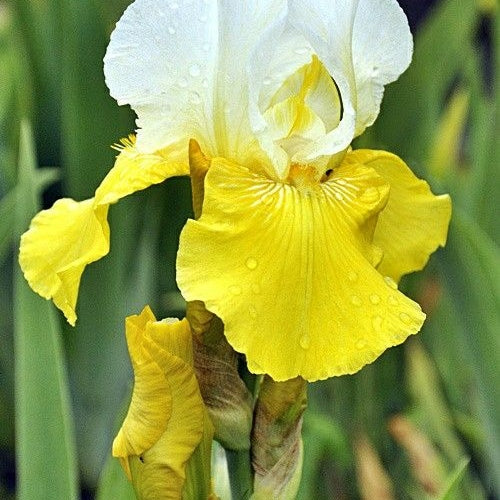 Bulbi de Iris Germanica "Tulip Festival", Galben-Alb, 1 Bucata