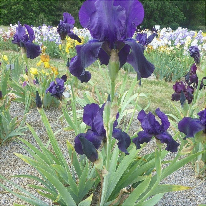 Bulbi de Iris Germanica "Tuxedo", 1 Bucata
