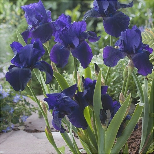 Bulbi de Iris Germanica "Tuxedo", 1 Bucata