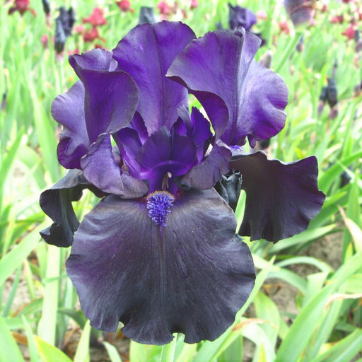 Bulbi de Iris Germanica "Tuxedo", 1 Bucata