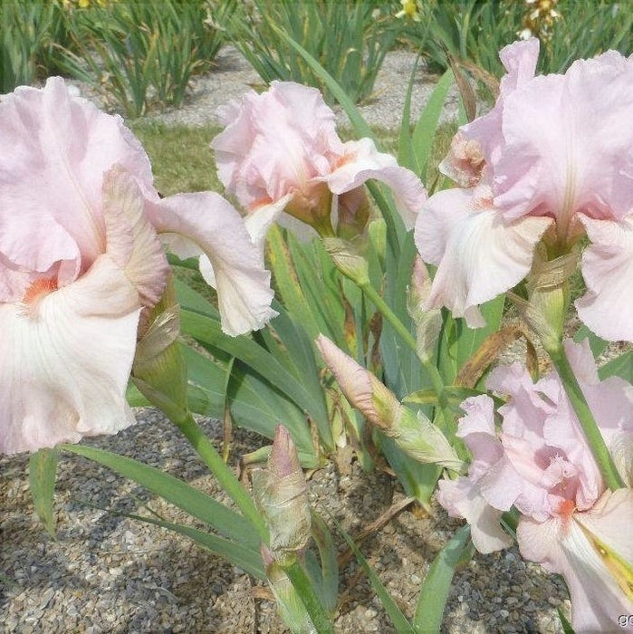 Bulbi de Iris Germanica "Vanity", 1 Bucata
