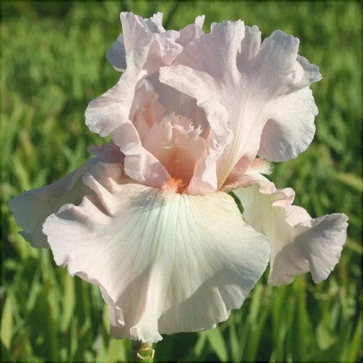 Bulbi de Iris Germanica "Vanity", 1 Bucata