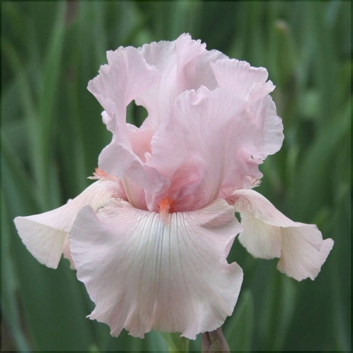 Bulbi de Iris Germanica "Vanity", 1 Bucata