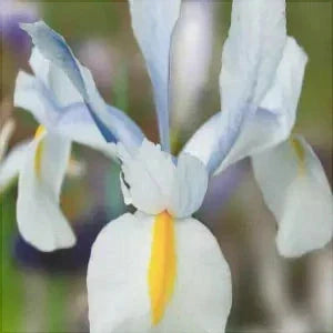 Светло-голубой цветок ириса Saturnus с желтой полосой на лепестке, крупный план